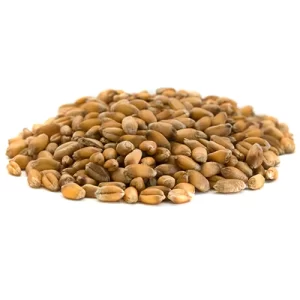 Wheat